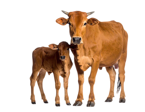 Third Party Veterinary Manufacturing CTA