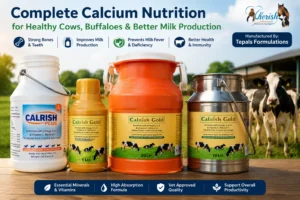 Calcium for Cows
